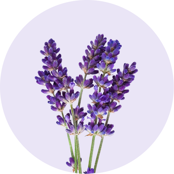 Lavender